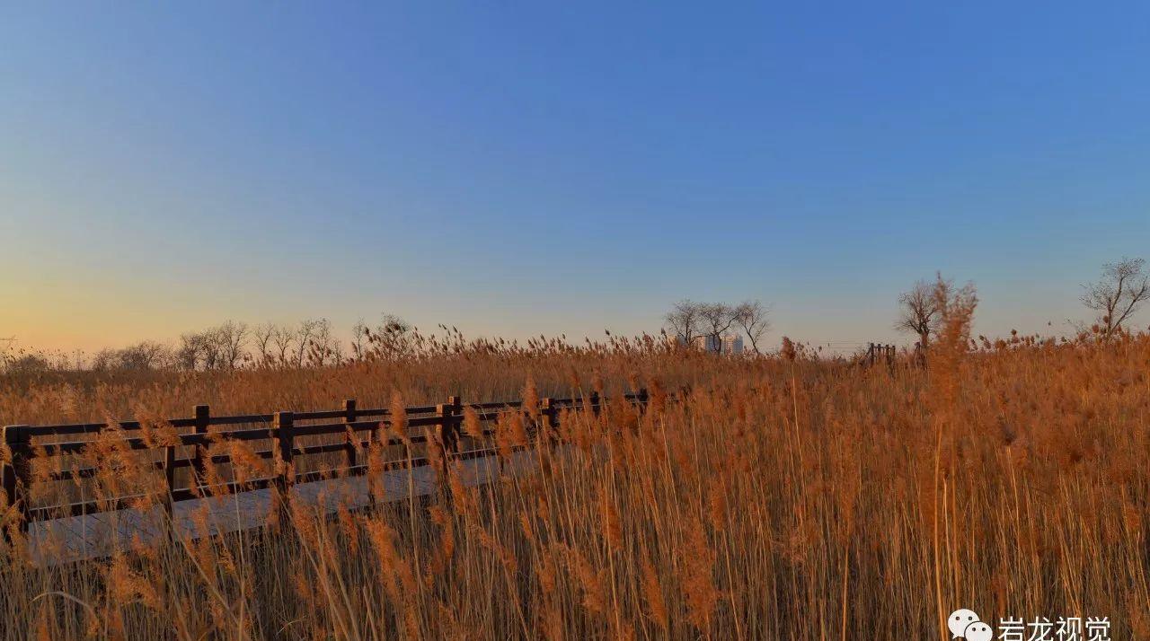 河北胜芳湿地芦苇金黄