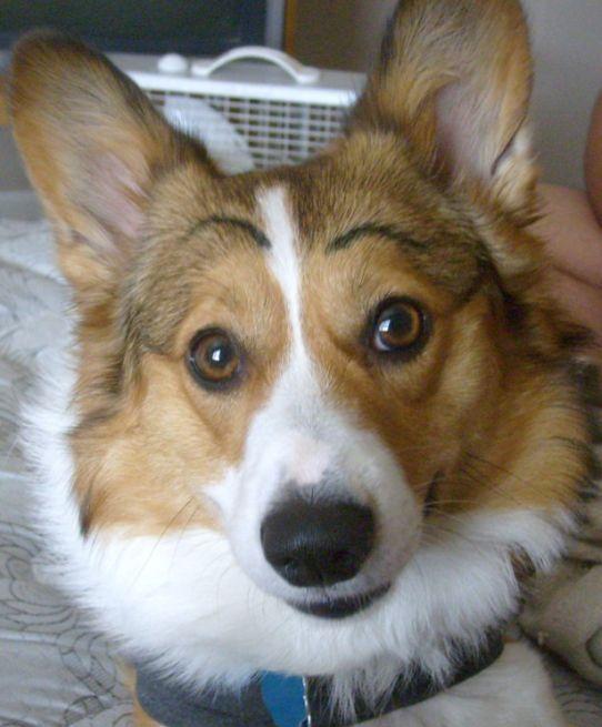 给狗狗画了白眉毛:隔壁阿花不鸟我了,说我老牛吃嫩草