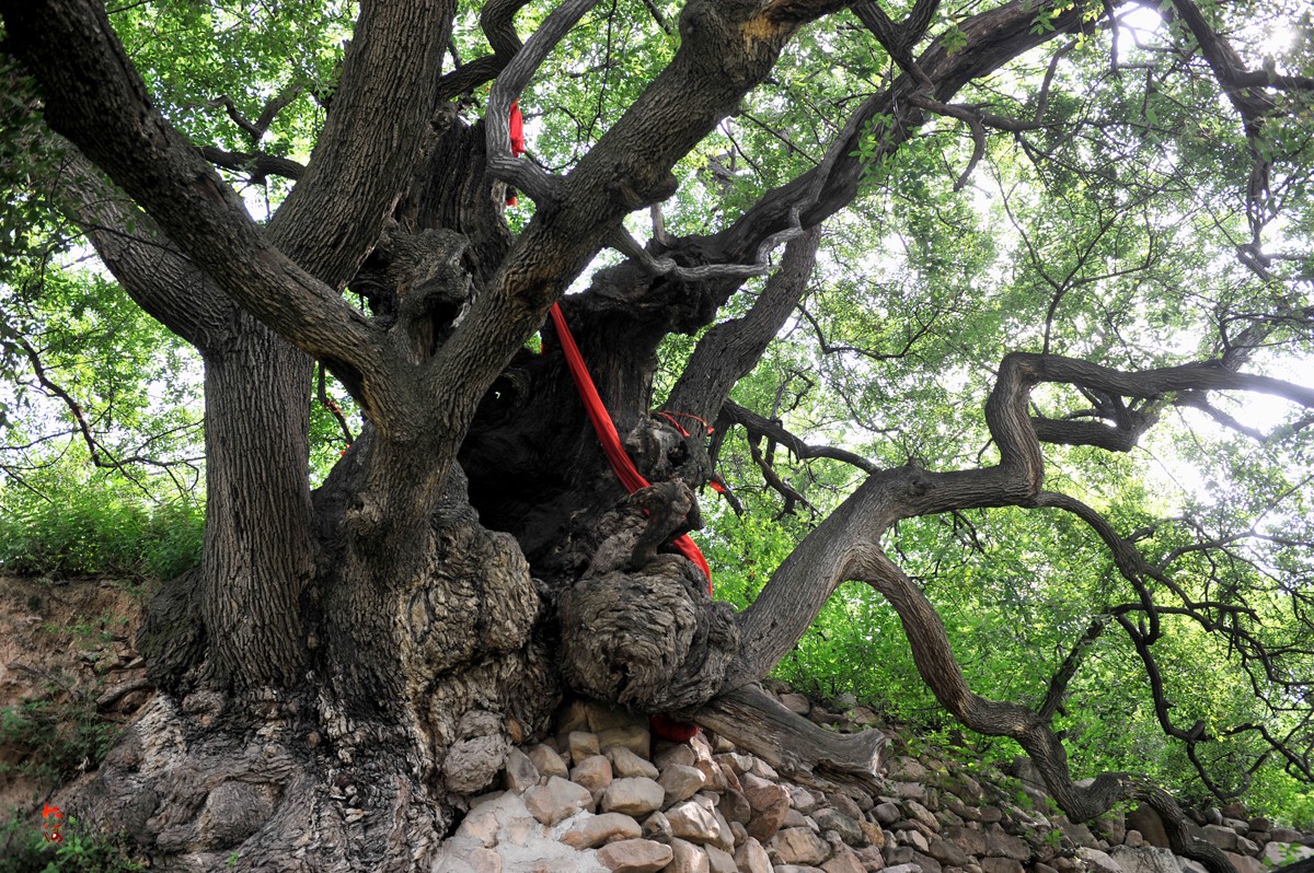罕见!山西两株古橡树4200岁为舜的弟弟栽种,现入选中国最美古树