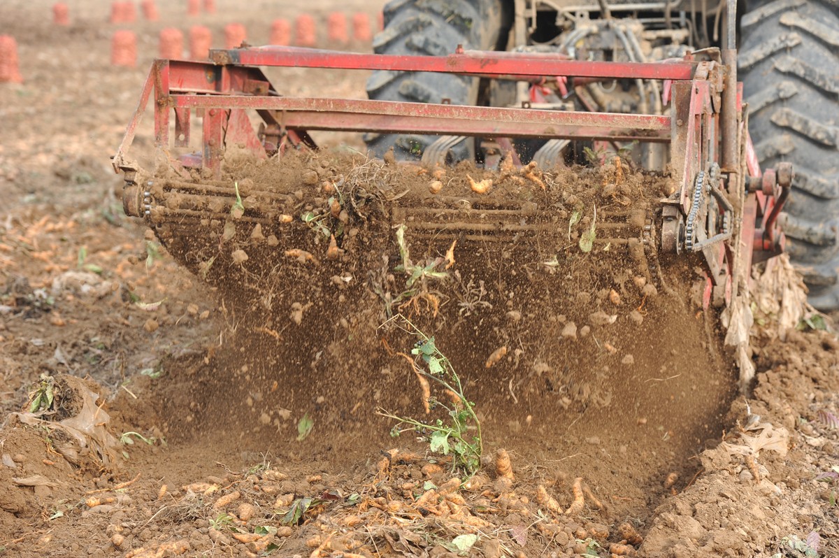 地黄种植(地黄种植成本与效益)