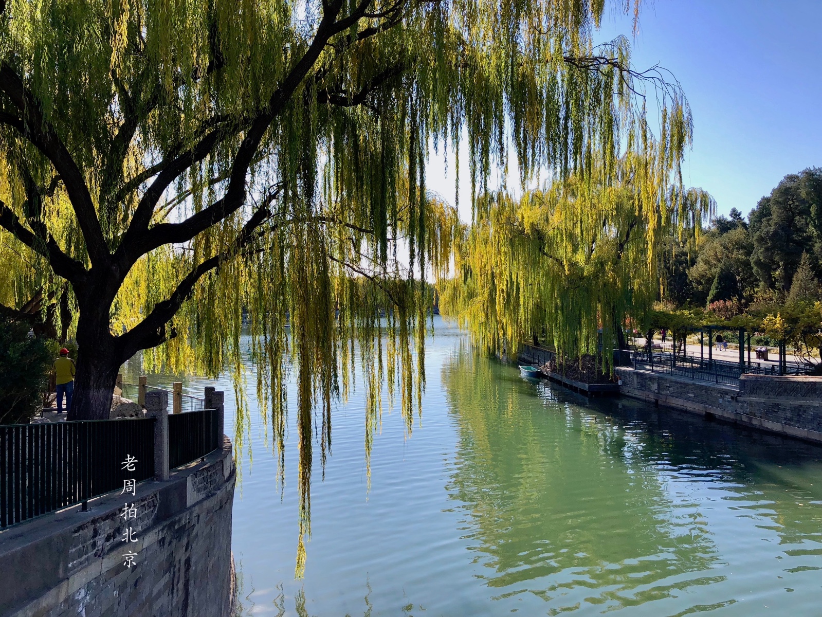 北京美景:白塔,绿柳,蓝天,北海公园