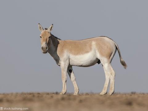 米脂126户贫困家庭入股的"佳米驴"养殖 概算投资970万元