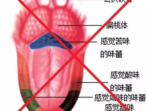 舌尖尝甜,舌根尝苦?错误!|味觉|舌根|舌尖|味蕾|舌头_新浪新闻