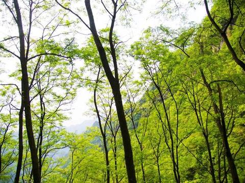 坐车2小时的,只为看一眼三千多年高山铁甲松,这里风景如画!