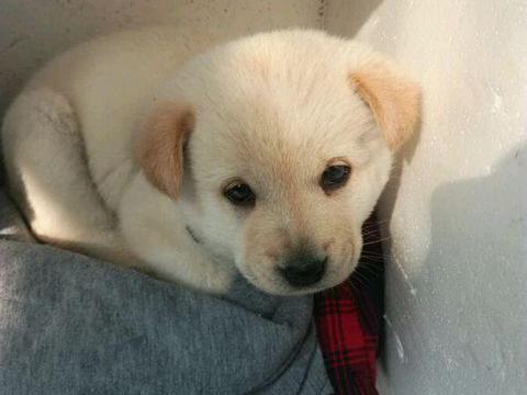 隔壁新邻居捡到只拉布拉多