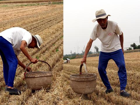 六旬老人拾麦穗一天弯腰近千次,收获却令人心酸