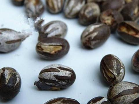 被刺毛虫蛰了怎样处理？|刺毛虫|虫子|枣树|胶带|胳膊_新浪新闻