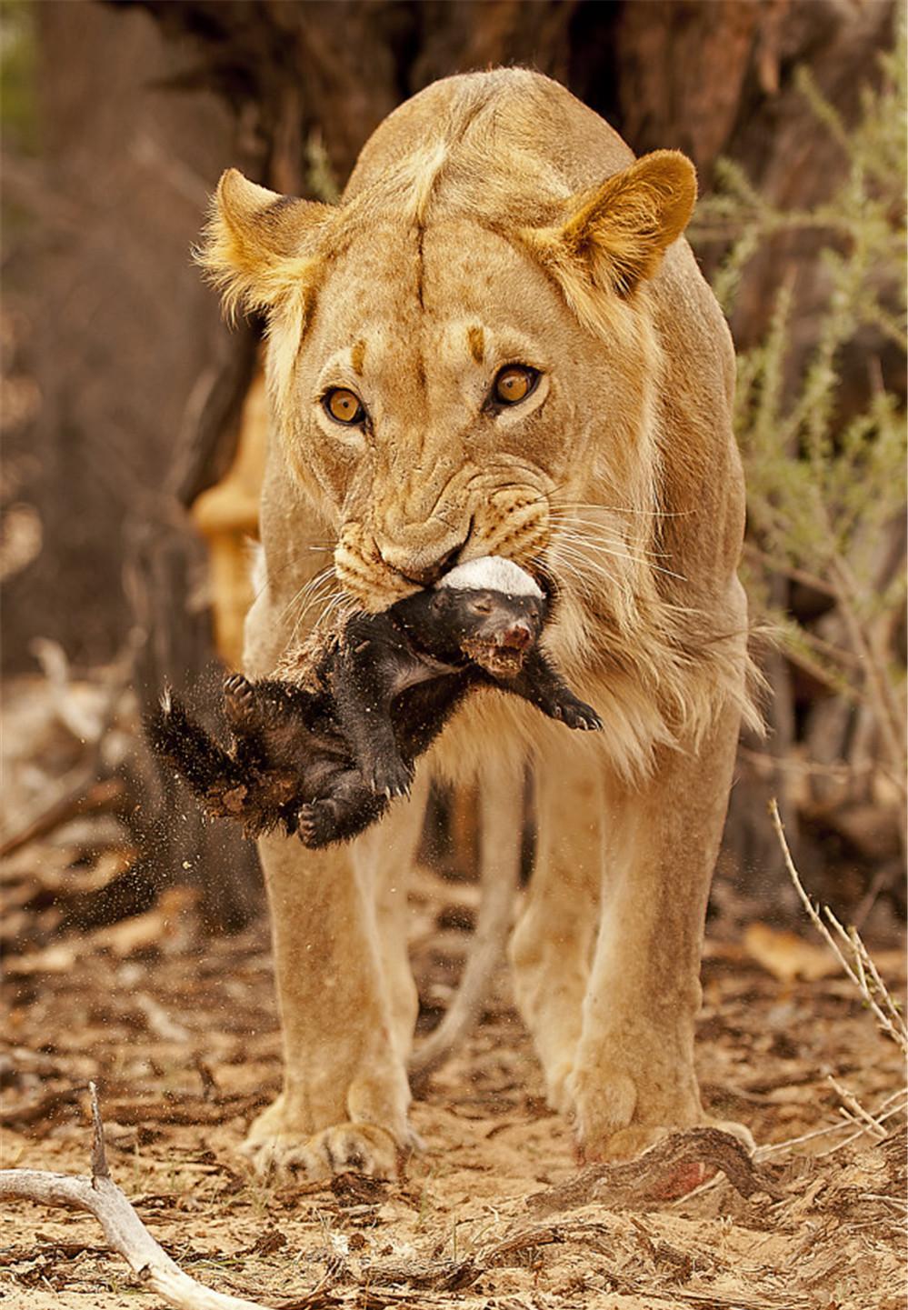 动物世界残忍厮杀的悲剧瞬间平头哥再强小平头还是难逃一死