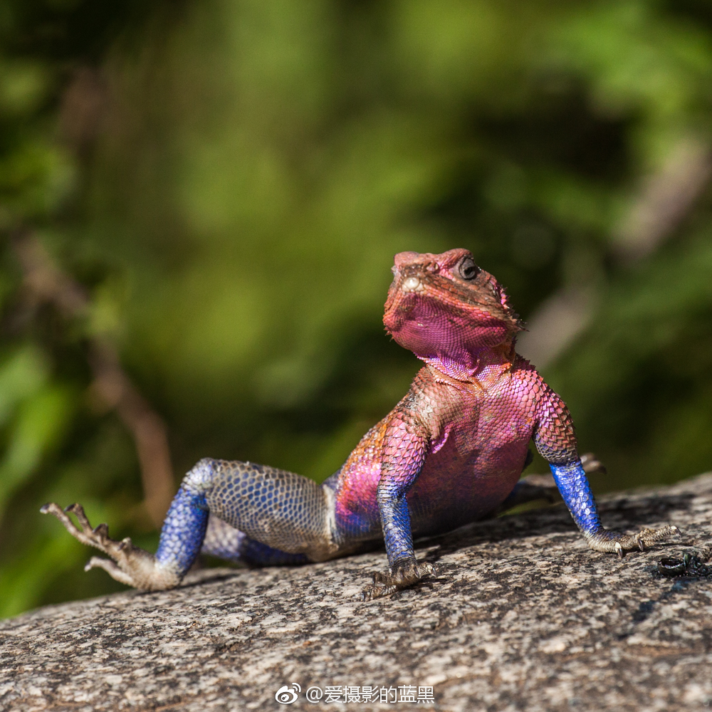 非洲红蜥蜴晒着晒着就红了