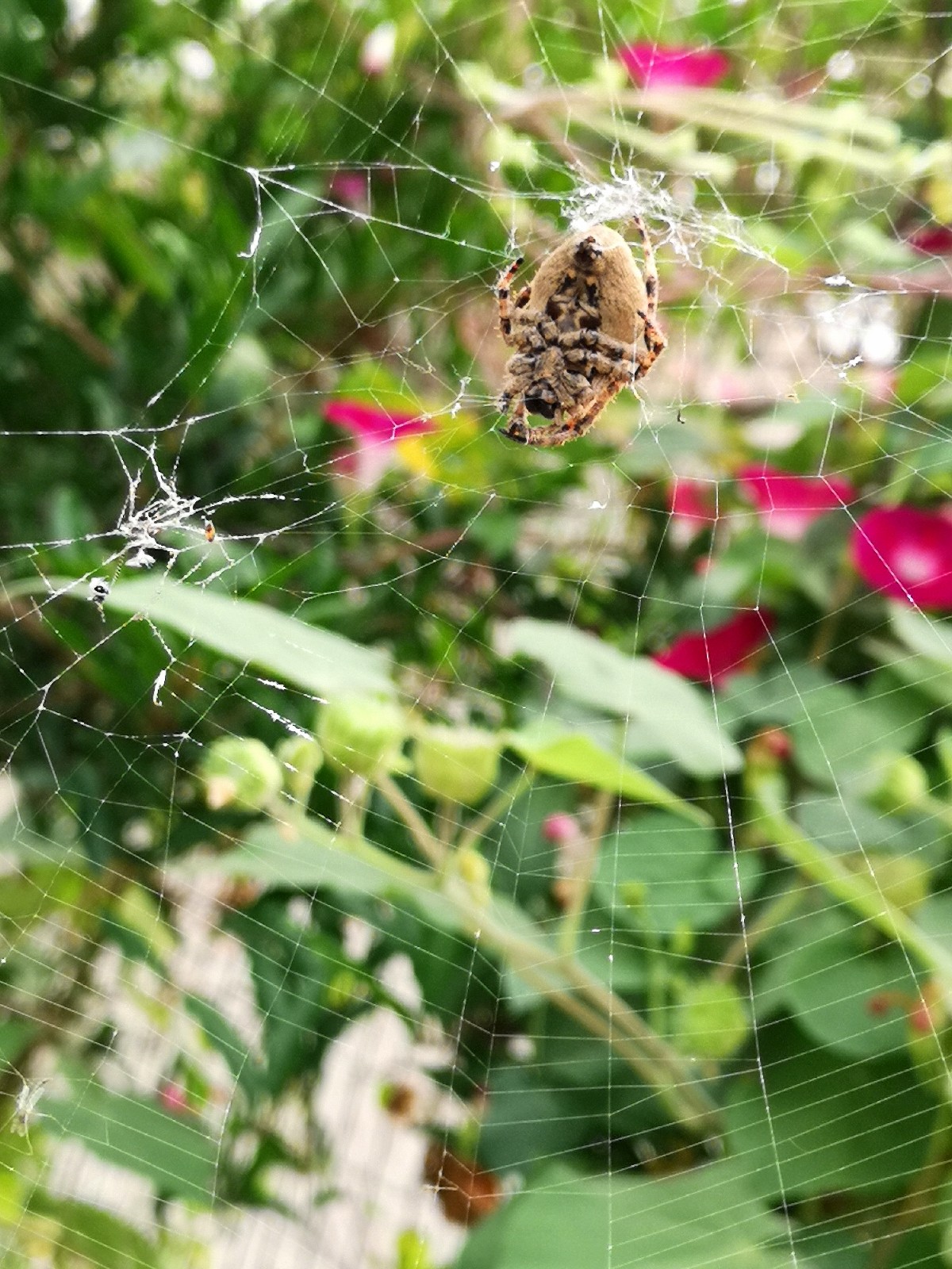 Spider Eating Insect
