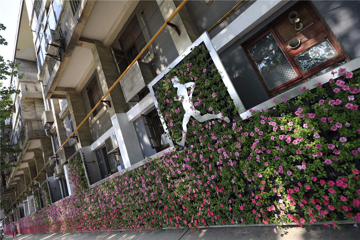 西安住宅楼外鲜花墙成美景 这花你认识吗?