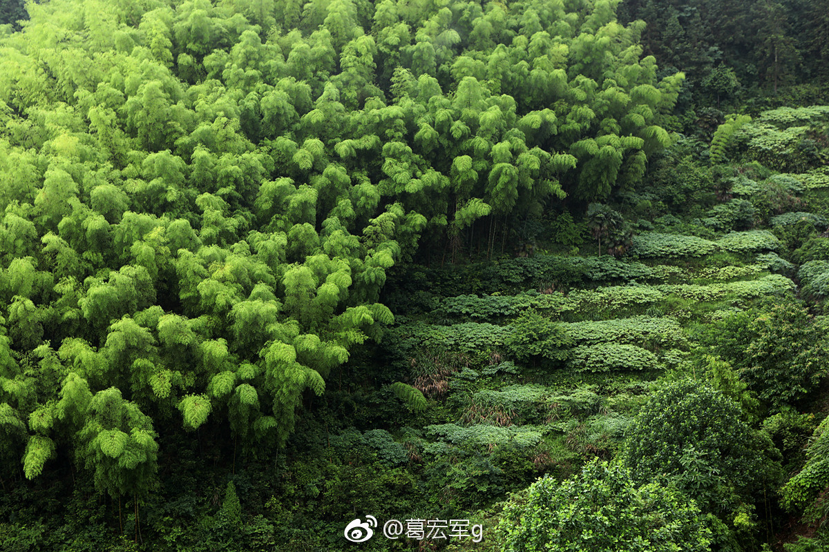 楝花绿树菲菲紫白香春末的壁纸给你们