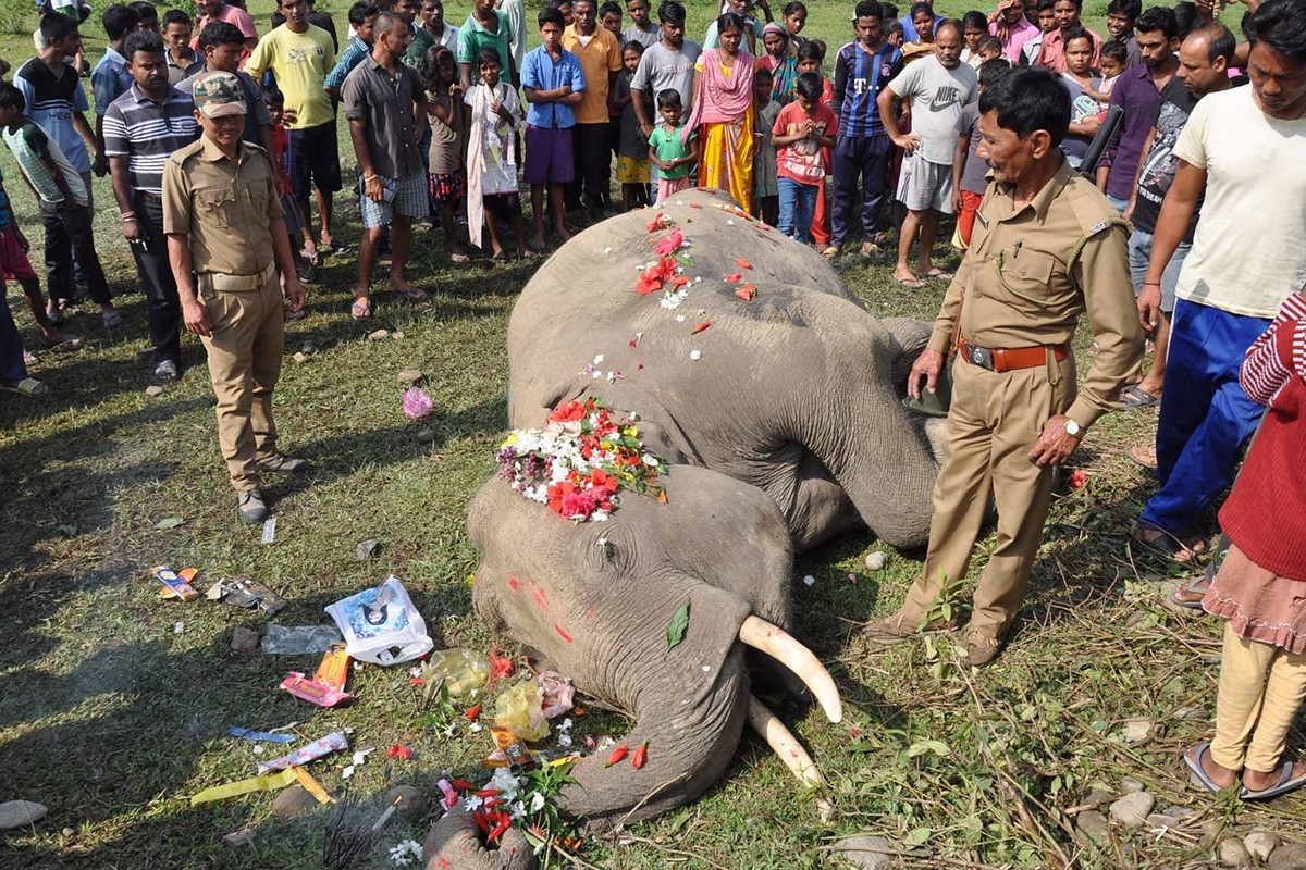 每年1000头大象横穿铁路被火车撞死,这是一条死亡铁路