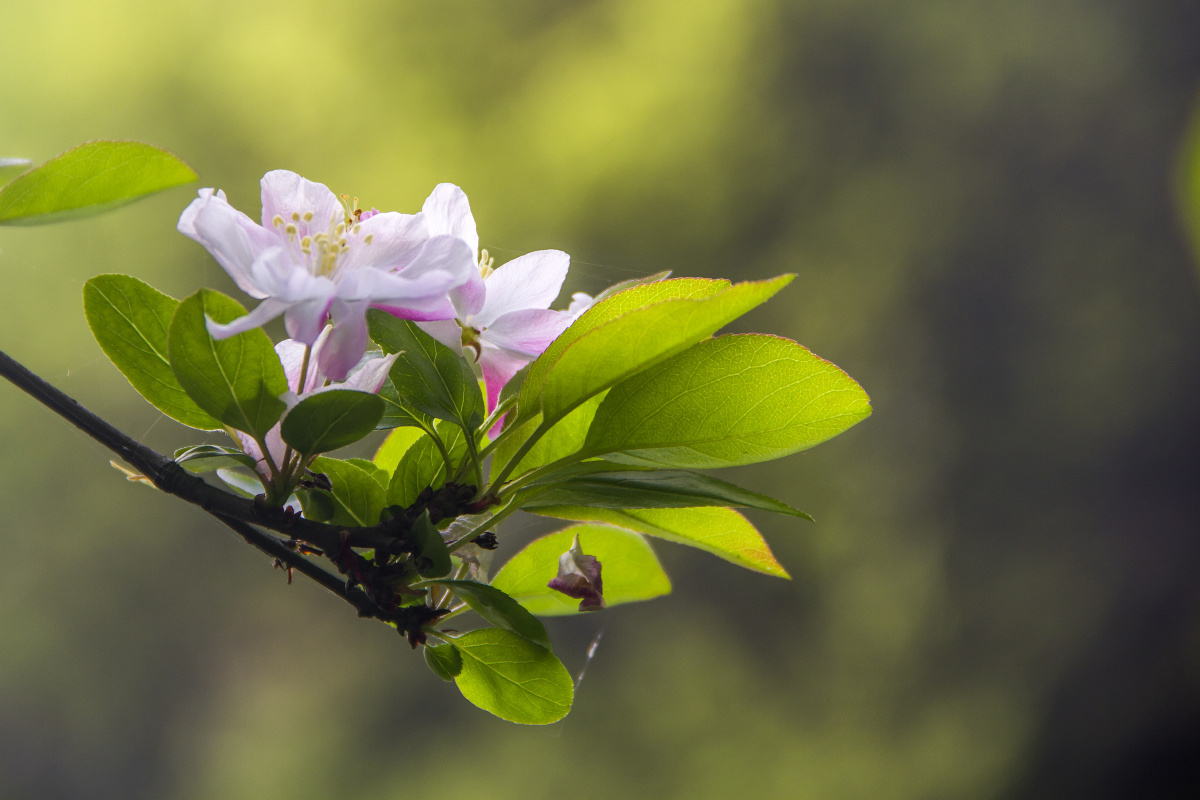 杭州浴鹄湾景区海棠花开中国图库tukuchina微相册