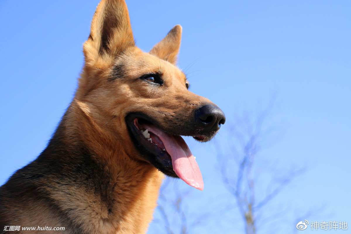 所谓的的狼狗究竟是一个怎样的品种,真的是狼和狗杂交吗