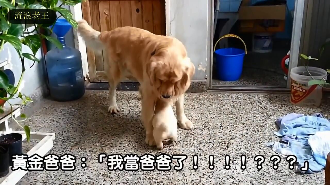 金金老婆忙著生孩子,金毛爸爸却玩疯了!