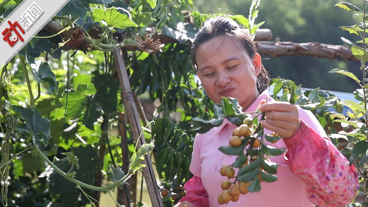 巧妇九妹靠三农短视频走红网络 帮乡亲卖出300万斤水果