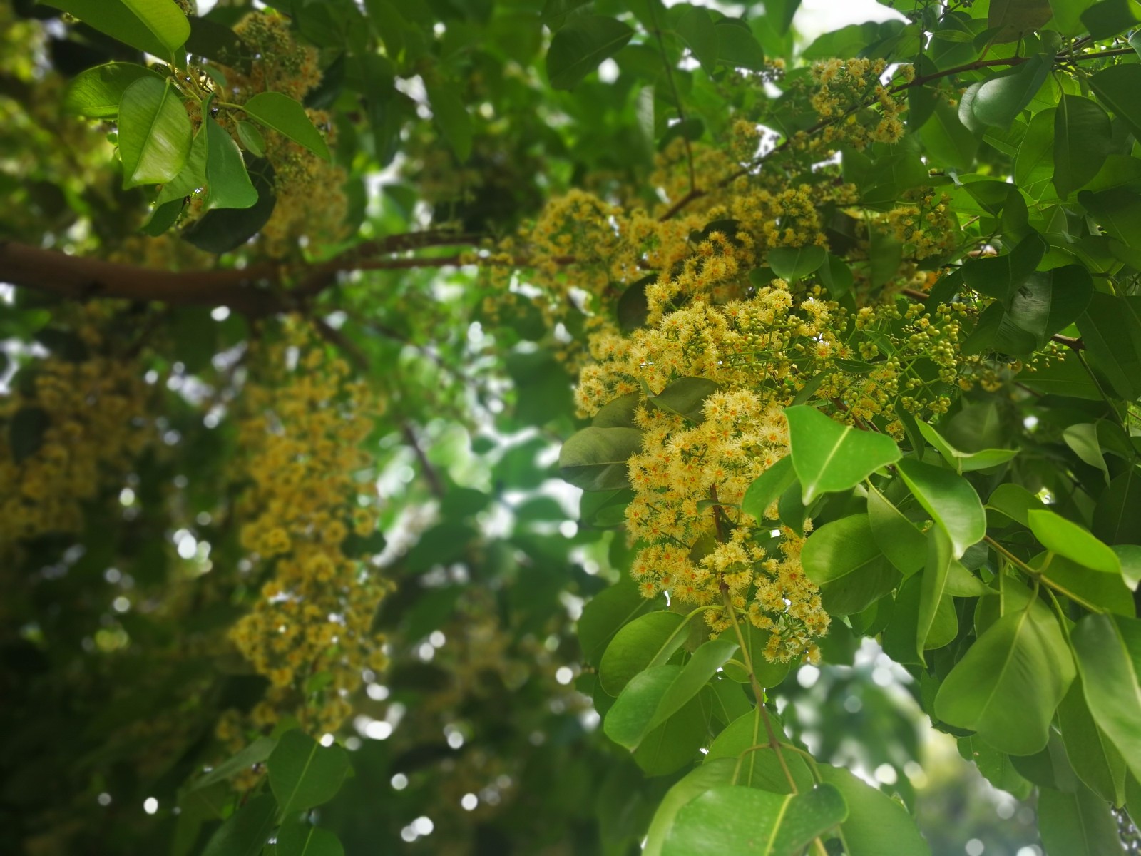 整树海南蒲桃花开满街期待收获黑色小葡萄