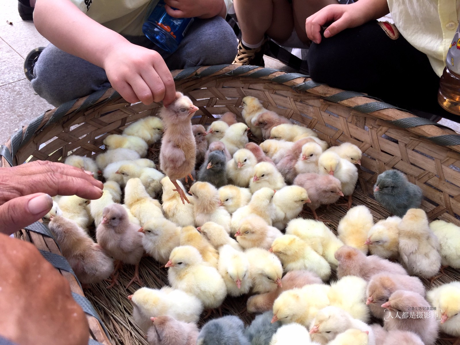 不忍心城里人买鸡不想着养大了下蛋而是为了给孩子玩