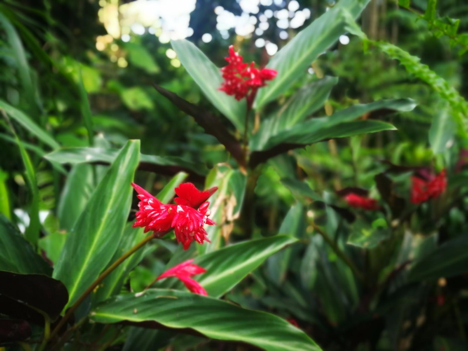 花店常用的插花衬材紫背竹芋叶,没想到用途这么多,根茎可食用