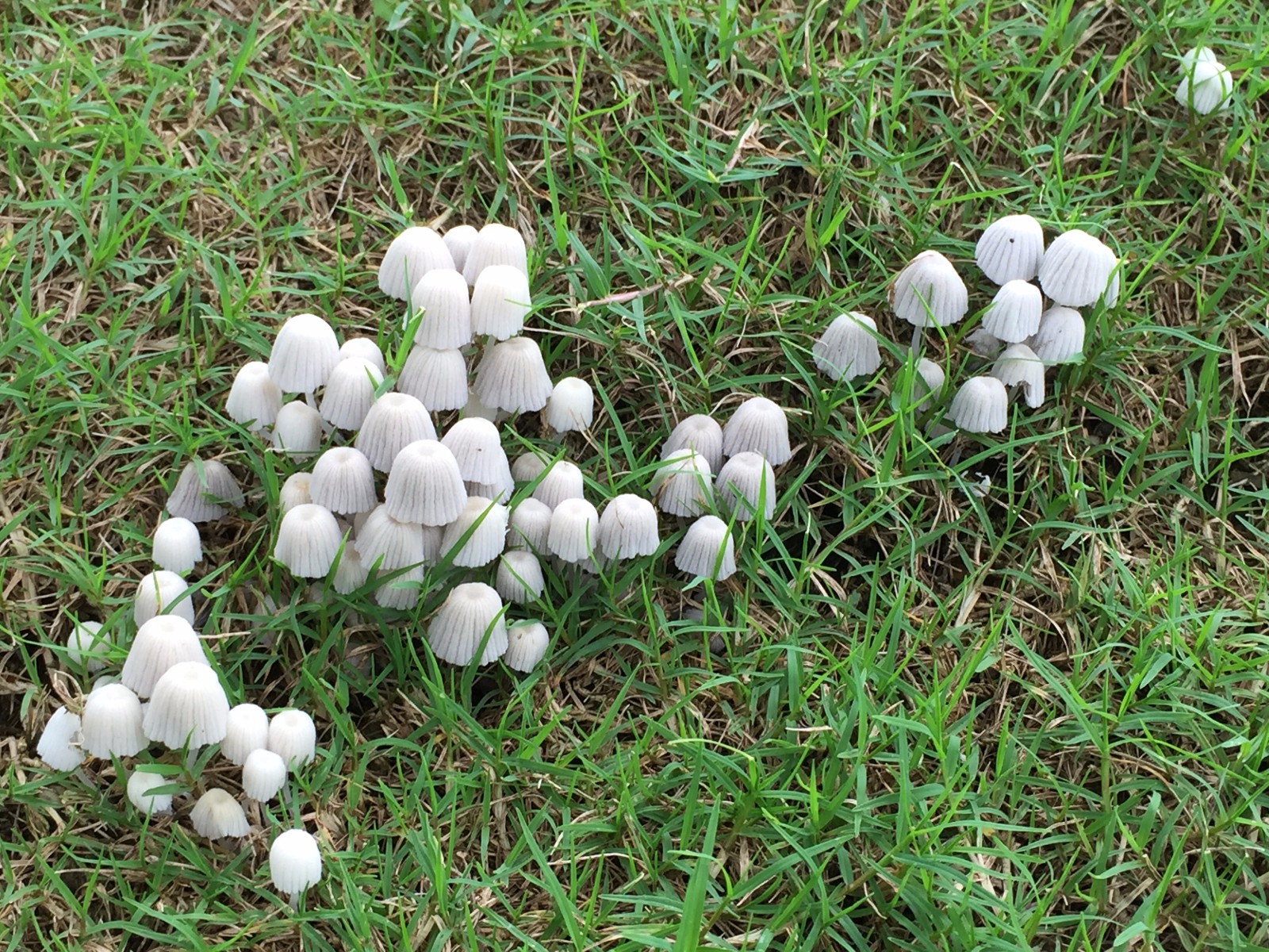 雨后草地上蘑菇疯长,这种蘑菇第一次见,像一只只糯米点心很可爱
