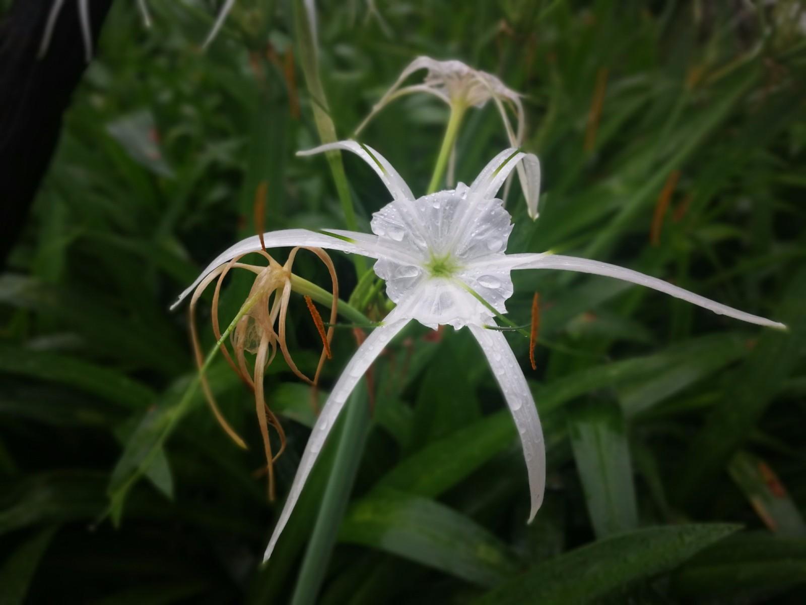 名字和花都比较诡异的水鬼蕉