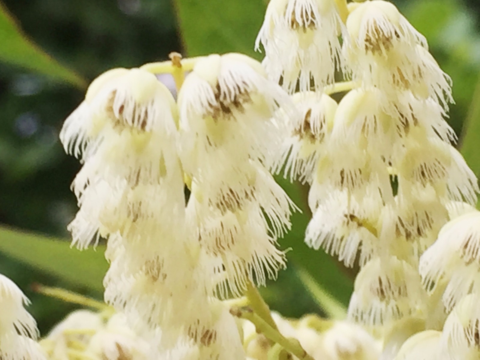 秃瓣杜英一种常见的常绿乔木总状花序生于无叶的前一年的枝上