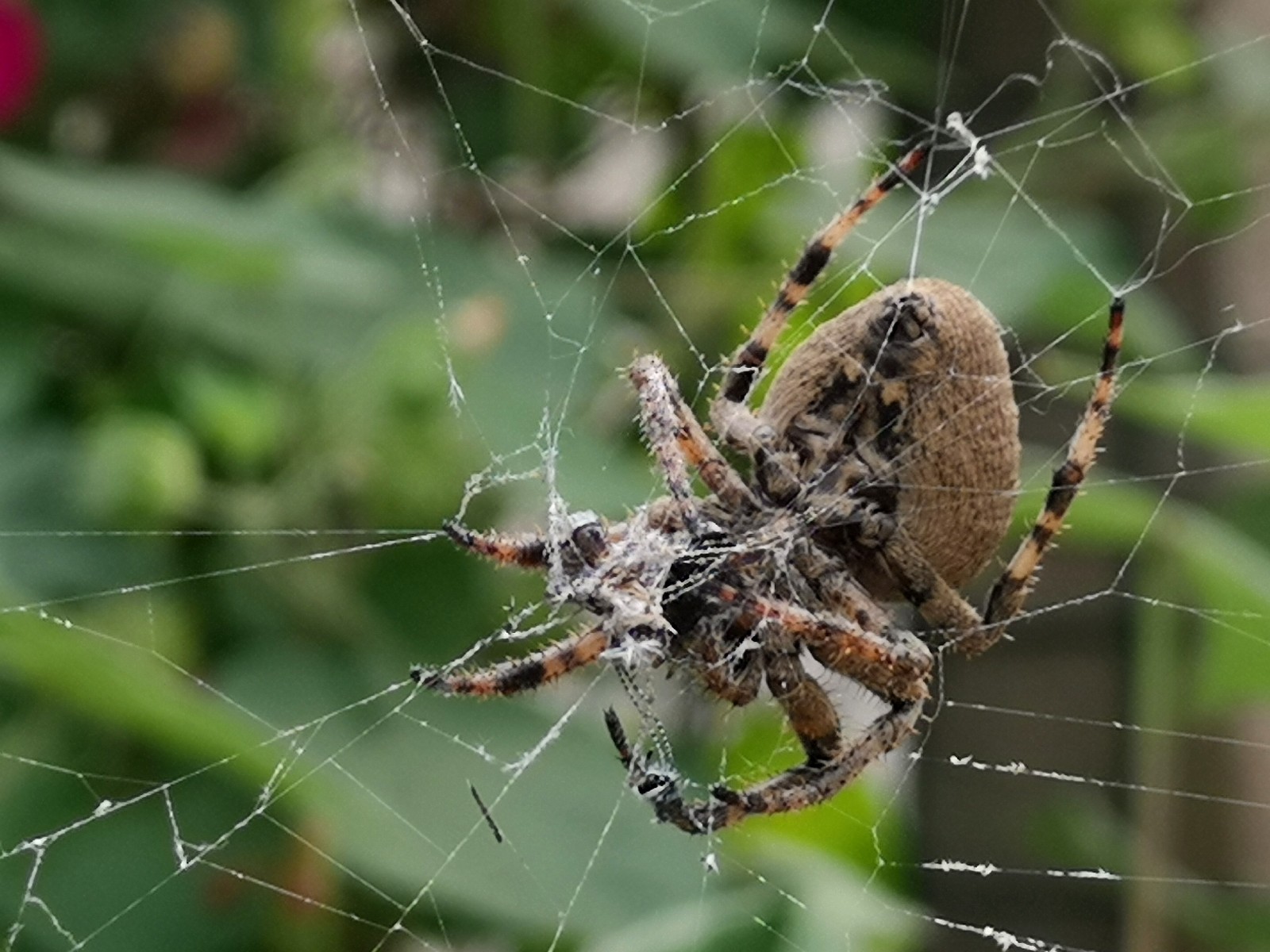 大腹园蛛捕食看到被蜘蛛吃剩下的蝴蝶眼睛了吗
