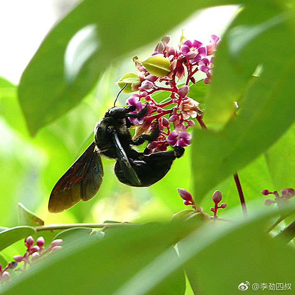 阳桃 学名 Averrhoa Carambola L 别名 五敛子 杨桃 洋桃