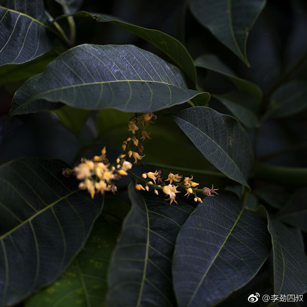 橡胶树,学名:hevea brasiliensis (willd. ex a. juss.)muell