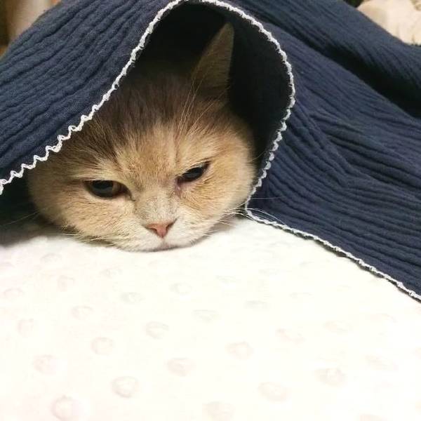 猫咪生气的样子,让你看了很不爽