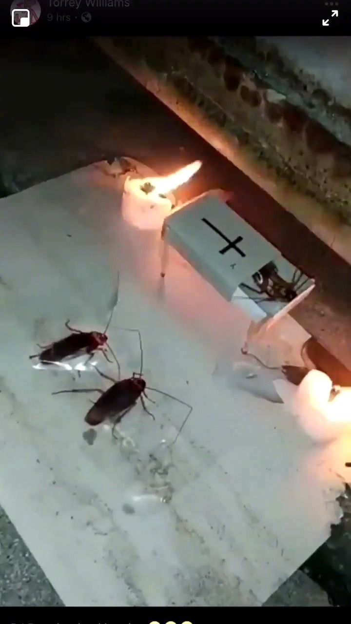 当美国网友抓到蟑螂之后. 搞笑热门坊