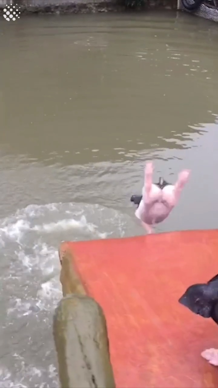 小猪跳水,姿态那是相当妖娆