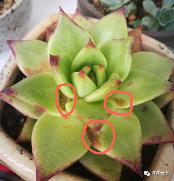 夏天紫外线强烈,多肉很容易被晒伤.