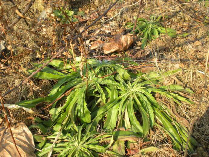 这野草农民叫它醉酒草肠胃不舒服全靠它还能止血祛风湿