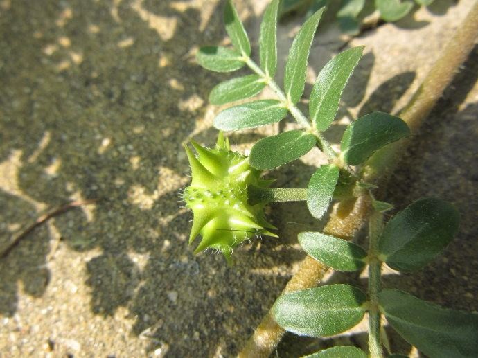 这种野草浑身是刺,小孩当做暗器防身,但它却是一味良药|蒺藜|暗器
