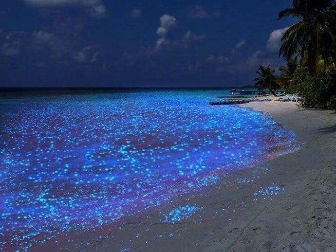 马尔代夫的荧光海滩犹如星星点灯装饰了我的梦