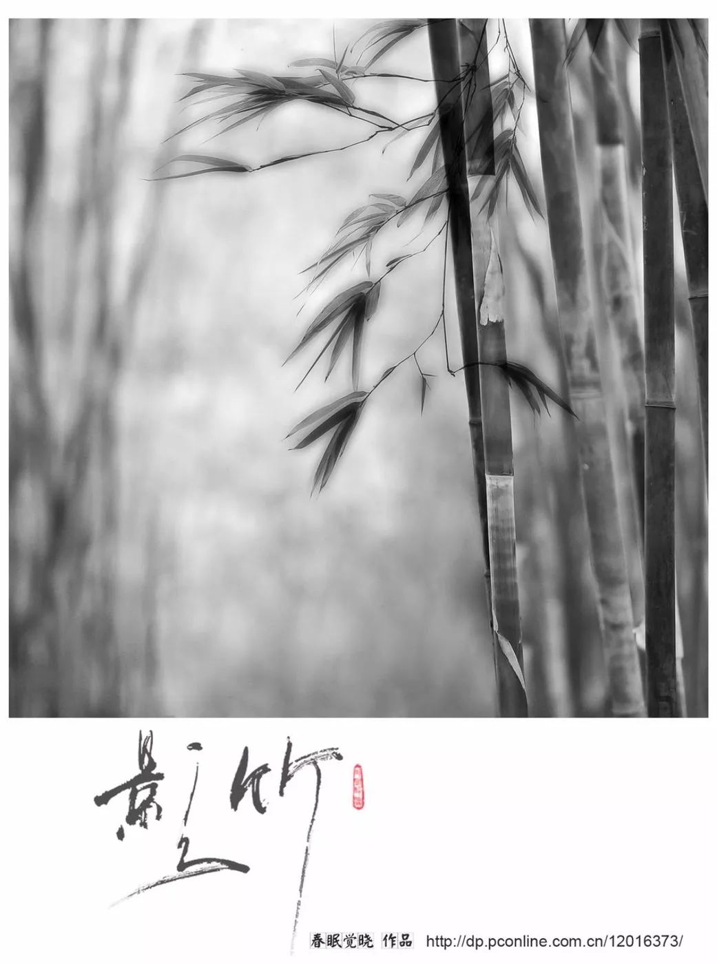 清风竹影|摄影师黎晓岳画意摄影作品欣赏