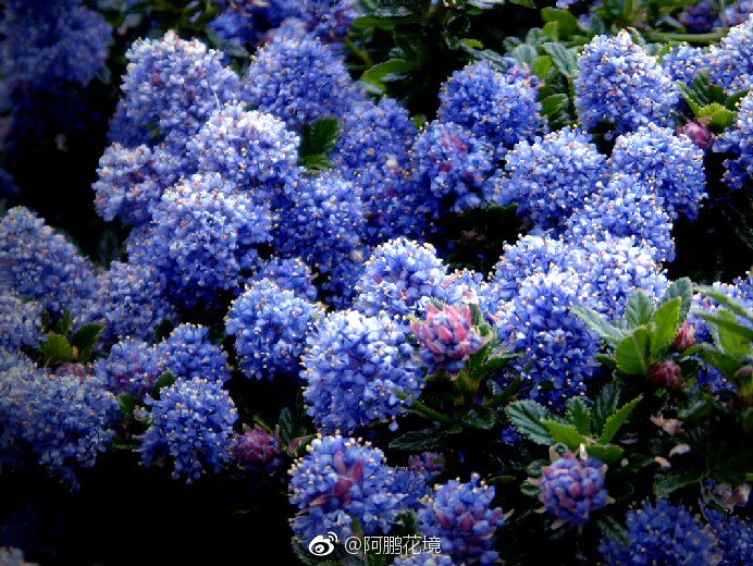 雨久花又叫梭鱼草蓝色花水生植物花期超长整个夏秋