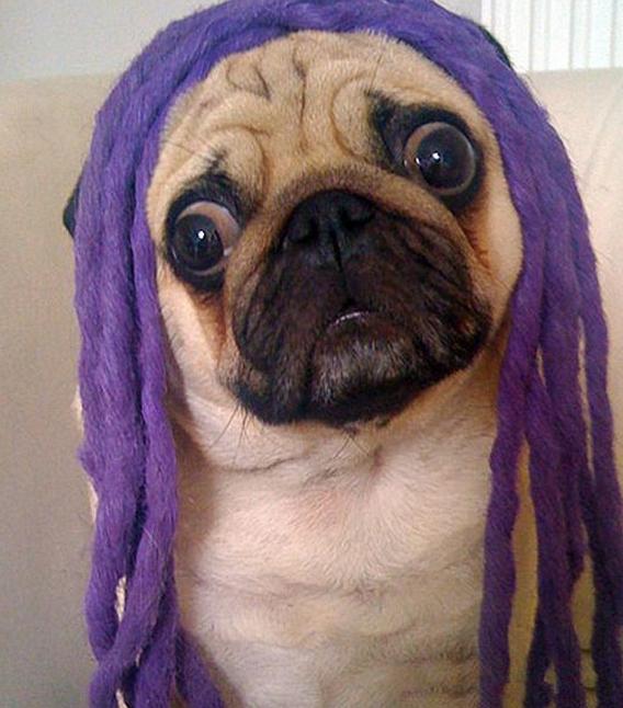 狗狗们雷人的变装照片,看完后笑喷了|狗狗|微笑|搞笑_新浪新闻