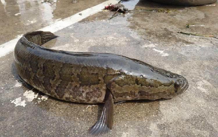 农村河里抓的这些野生鱼,被城里的钓鱼人一百块钱一斤买走!