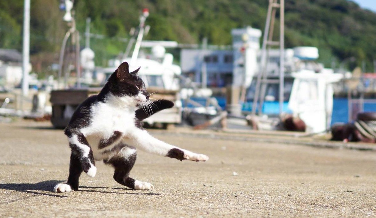 猫咪虎步生风 势如破竹 威风凛凛