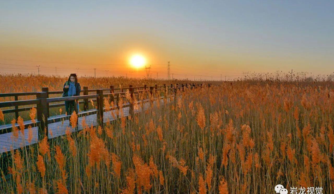 河北胜芳湿地芦苇金黄