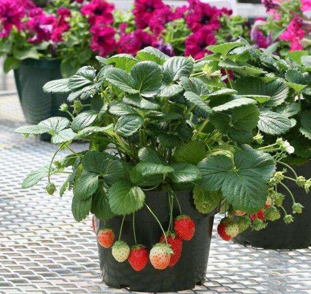 阳台种两盆草莓,一年四季都有得吃了!