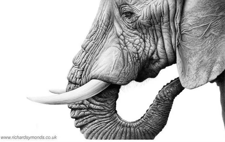 素描插画-richard symonds野生动物手绘作品欣赏