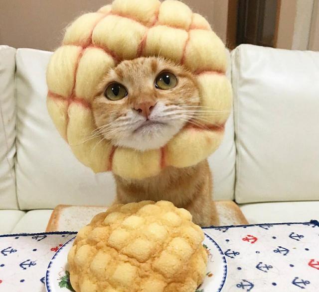 猫咪也爱玩cosplay这么萌的造型你忍心错过吗