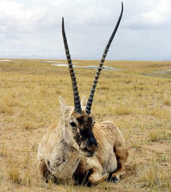 世界上最神奇的羊,有着一身"轻功",能在悬崖峭壁上随意行走!