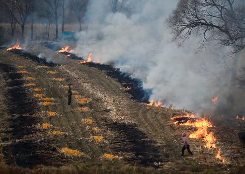 谁烧罚谁绝不姑息,情节严重者还要被拘留,农民还敢焚烧秸秆吗?