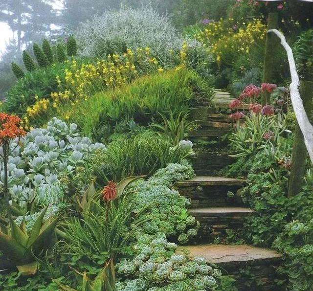 美爆了这可能是最全的多肉植物庭院景观让你心动不止一万次