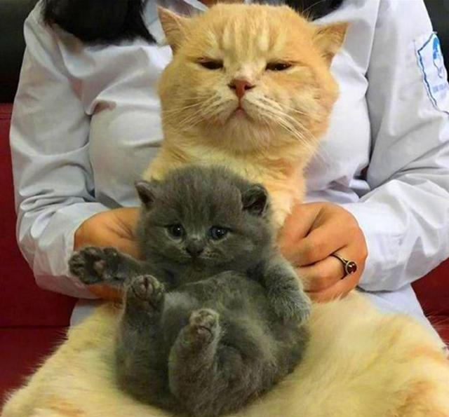 家中两只猫争宠,主人让橘猫抱抱蓝猫缓解矛盾,橘猫一脸嫌弃!